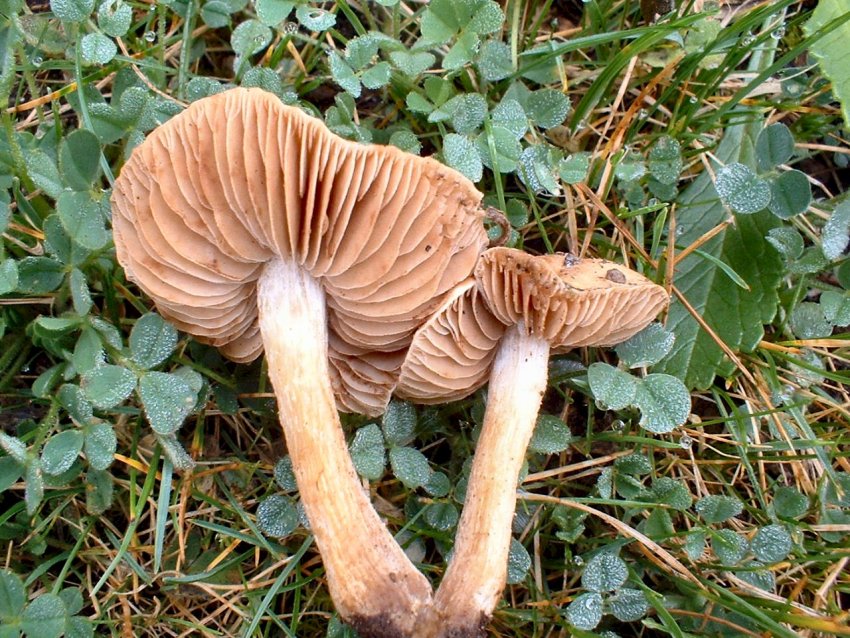 Escursione tra pino e leccio